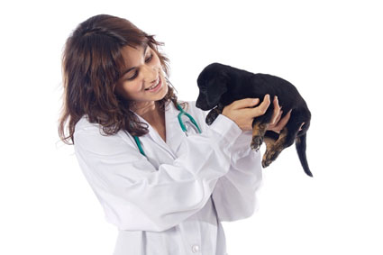 Test Veterinaria