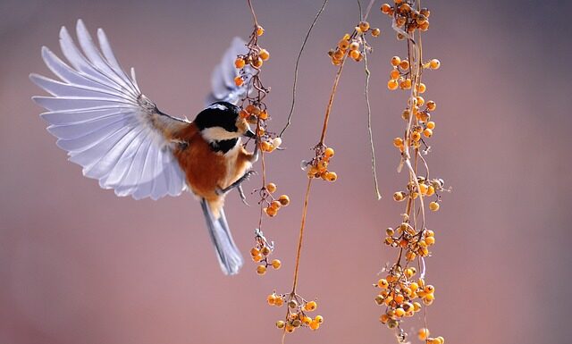 Trovare il giusto regalo per San Valentino e l’anima gemella