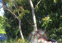 Orto Didattico per Bambini: Come Creare un Angolo di Natura in Terrazza o Giardino Un mini orto a scuola con contenitori riciclati