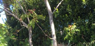 Orto Didattico per Bambini: Come Creare un Angolo di Natura in Terrazza o Giardino Un mini orto a scuola con contenitori riciclati