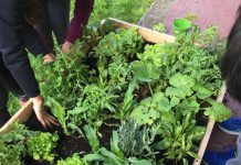 Orto a scuola: come integrare l’educazione ambientale dall’Asilo alle Medie, Licei o Istituti Tecnici