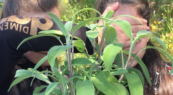 Orti scolastici e laboratori di agricoltura: come insegnare l’economia circolare e l’importanza del cibo a km0 ai nostri studenti Orti scolastici e laboratori di agricoltura: come insegnare l'economia circolare e l'importanza del cibo a km0 ai nostri studenti