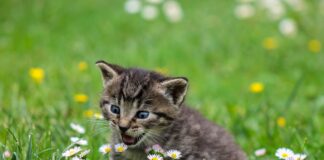 FormulaE a Roma disagi e rischio morte per una colonia di gatti imprigionati nel circuito di gara.