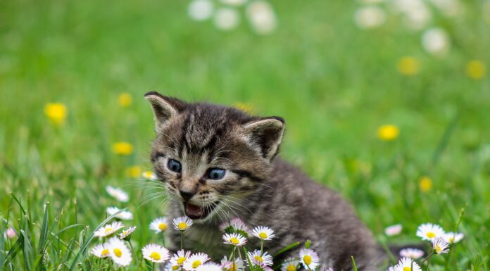 FormulaE a Roma disagi e rischio morte per una colonia di gatti imprigionati nel circuito di gara.