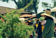 Il decalogo dell’Orto in casa: guida completa per avere successo