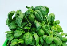 Come coltivare il basilico in vaso in terrazzo o balcone