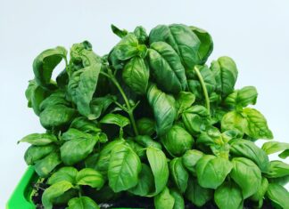 Sostenibilità e competitività: nuovi percorsi di sviluppo