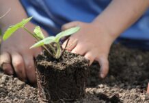 Gli Orti salveranno il mondo Bambino pianta una nuova vita!