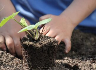 Gli Orti salveranno il mondo Bambino pianta una nuova vita!