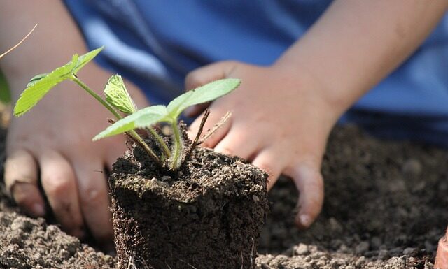 Gli Orti salveranno il mondo Bambino pianta una nuova vita!