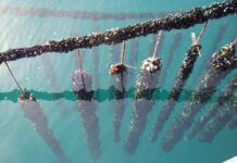 Acidificazione del Mediterraneo: effetti negativi su acquacoltura e pesca