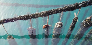 Acidificazione del Mediterraneo: effetti negativi su acquacoltura e pesca