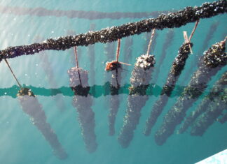 Acidificazione del Mediterraneo: effetti negativi su acquacoltura e pesca