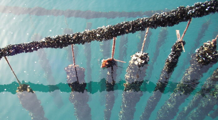 Acidificazione del Mediterraneo: effetti negativi su acquacoltura e pesca