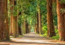 Il Presidente Rocca nomina 7 commissari dei Parchi del Lazio Parchi del Lazio Commissariati dalla Regione