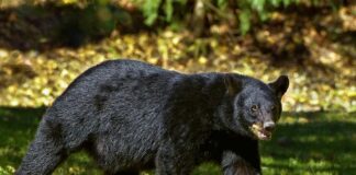 In Giappone abbattuto Orso che ha ucciso un pescatore: ritrovata la testa