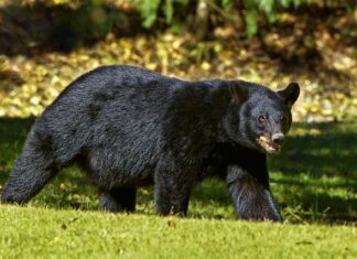 In Giappone abbattuto Orso che ha ucciso un pescatore: ritrovata la testa