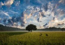 Tea Tecniche Evoluzione Assistita o Nbt New Breeding Techniques il Bio dice no grazie e ne evidenzia i rischi per la biodiversità e i possibili incroci spontanei Agricoltura e Tea o Nbt