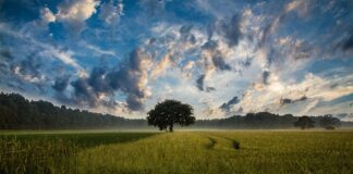 Tea Tecniche Evoluzione Assistita o Nbt New Breeding Techniques il Bio dice no grazie e ne evidenzia i rischi per la biodiversità e i possibili incroci spontanei Agricoltura e Tea o Nbt