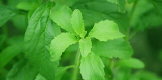 Dolcificanti Alimentari: Scoperte Allarmanti sui Rischi alla Salute per Aspartame, Sucralosio, Eritritolo Stevia Rebaudiana