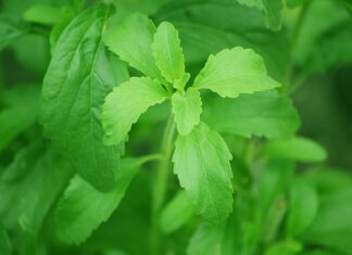 Dolcificanti Alimentari: Scoperte Allarmanti sui Rischi alla Salute per Aspartame, Sucralosio, Eritritolo Stevia Rebaudiana