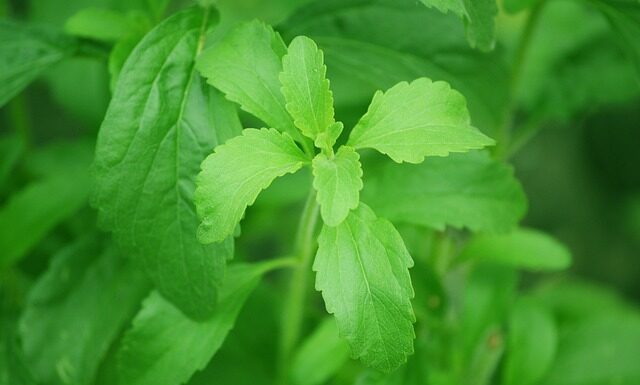 Dolcificanti Alimentari: Scoperte Allarmanti sui Rischi alla Salute per Aspartame, Sucralosio, Eritritolo Stevia Rebaudiana