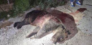 L’Assassinio Dell’Orsa Amarena: Un Atto di Barbarie Ingiustificabile