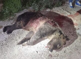 L’Assassinio Dell’Orsa Amarena: Un Atto di Barbarie Ingiustificabile