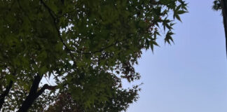 Kyoto in Autunno: Un Incanto di Colori e Tradizioni tra Torii Rossi e Foglie di Acero