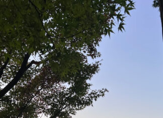 Kyoto in Autunno: Un Incanto di Colori e Tradizioni tra Torii Rossi e Foglie di Acero