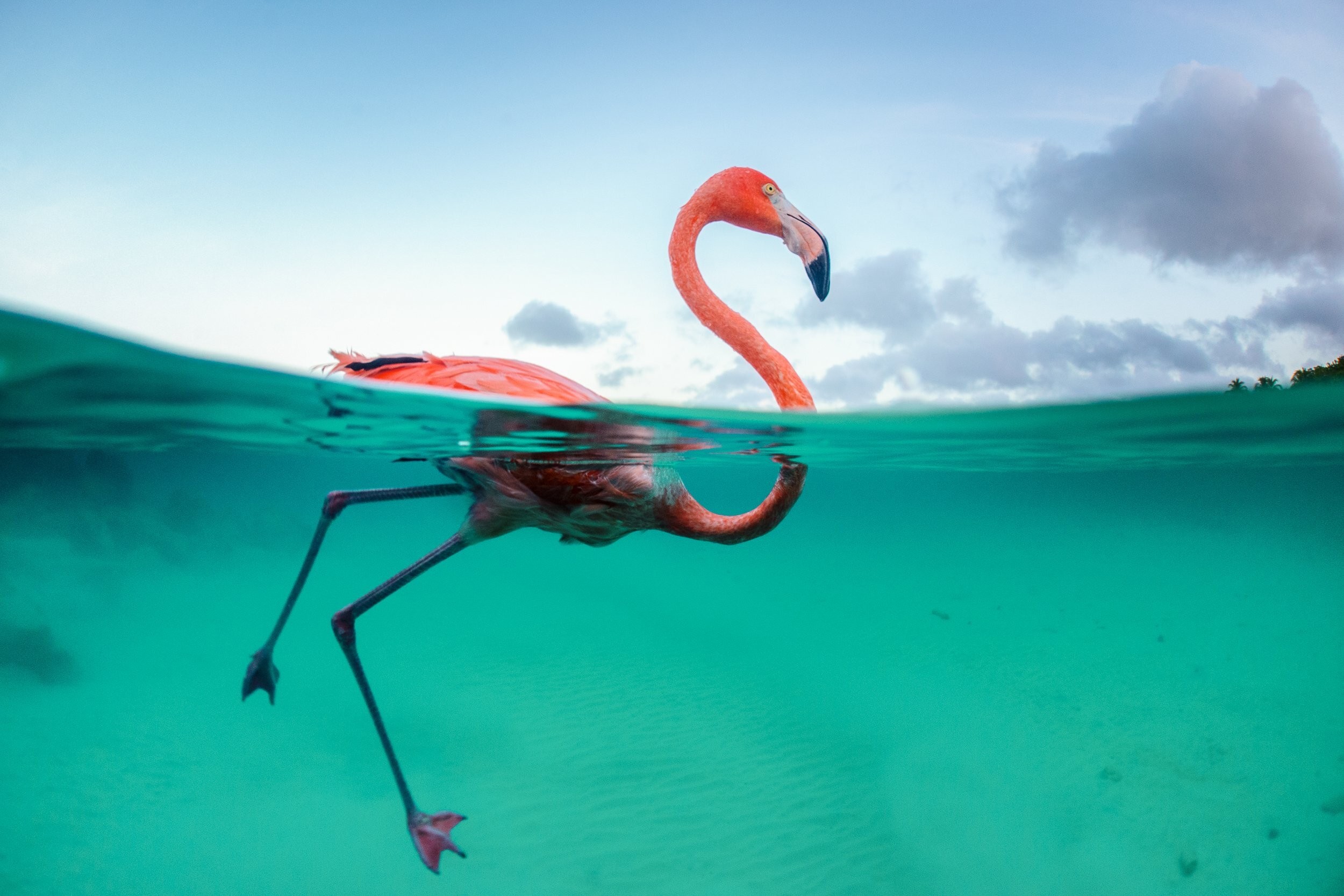 Siena Awards 2026: fotografia tra Siena, Sovicille e Castelnuovo Berardenga Un fenicottero nuota, fotografato sopra e sotto la superficie del mare da Jasper Doest
